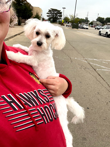 Pet Supply Store «PetSmart», reviews and photos, 3210 E Lynn Blvd, Sterling, IL 61081, USA