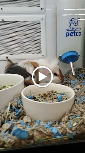 Pet Supply Store «Petco Animal Supplies», reviews and photos, 1820a W Uintah St, Colorado Springs, CO 80904, USA