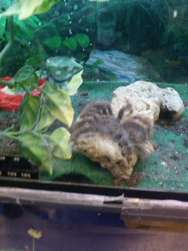 Pet Store «Petland Discounts - Paterson», reviews and photos, 128 Main St, Paterson, NJ 07505, USA