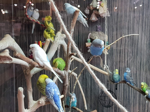 Parrot shops in Hamburg