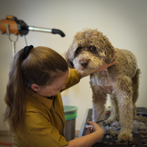 Hundesalon & Hundefriseur Zum Zausl unter Nittendorf, 