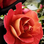 Photo n°1 de l'avis de Big.95. fait le 31/05/2019 à 12:33 sur le  Ristorante La Vecchia Hosteria à Gavorrano