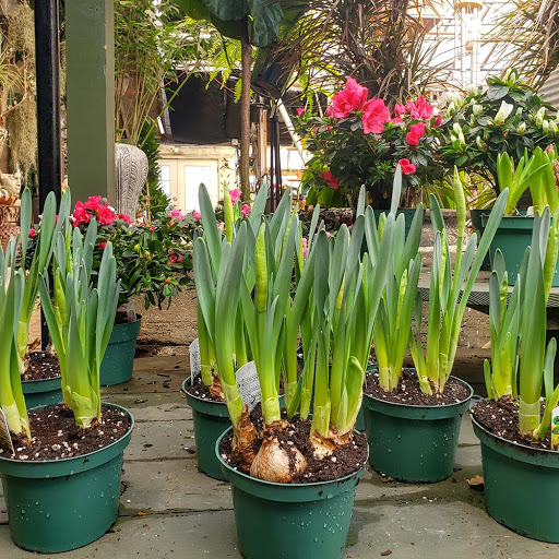 Plant Nursery «Goldner Walsh Garden and Home», reviews and photos, 559 Orchard Lake Rd, Pontiac, MI 48341, USA