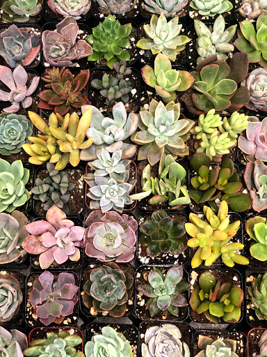 Florist «J Miller Flowers», reviews and photos, 4416 Piedmont Ave, Oakland, CA 94611, USA