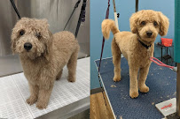 Busy Paws Pet Supply - Photo 7 - Car repair in Westwood, MA, Boston