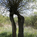 Photo n°2 de l'avis de Karla.r fait le 10/05/2019 à 18:55 sur le  Strandläufer à Klink