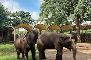 Voi - Asia Elephant - Saigon Zoo image