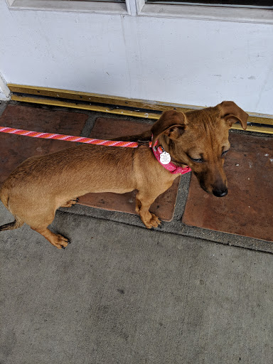 Pet Supply Store «Petco Animal Supplies», reviews and photos, 24413 Crenshaw Blvd #8, Torrance, CA 90505, USA