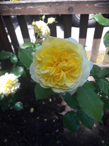 Park «Sellwood Park», reviews and photos, SE Miller St & SE 7th Ave, Portland, OR 97202, USA