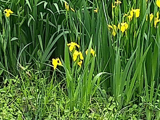 Park «Fairland Recreational Park», reviews and photos, 3928 Greencastle Rd, Burtonsville, MD 20866, USA