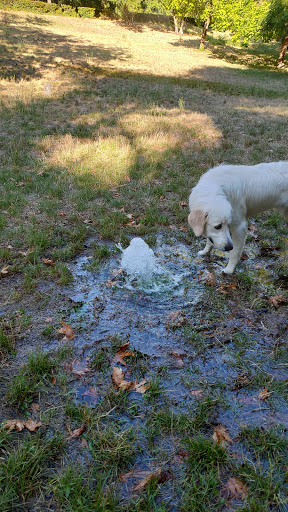 Area Cani Villa Borghese