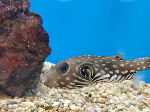 Pet Supply Store «Petco Animal Supplies», reviews and photos, 200 Center Blvd S, Christiana, DE 19702, USA