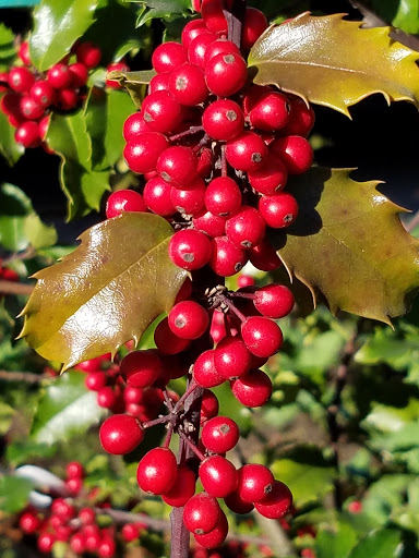 Park «Dreier-Offerman Playground», reviews and photos, 2702 Cropsey Ave, Brooklyn, NY 11214, USA