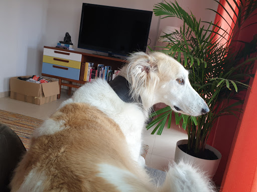 Puerto de Mazarrón Clínica Veterinaria en Puerto de Mazarrón