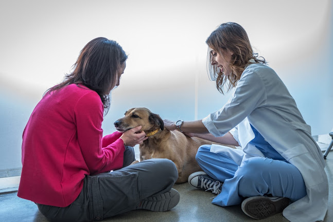 http://www.clinicadoanimal.pt/