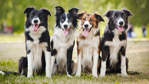 Park City Animal Clinic image