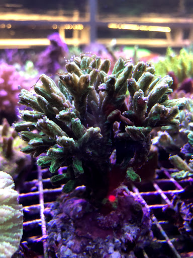 Tropical Fish Store «New York Reef Aquatic», reviews and photos, 45-62 162nd St, Flushing, NY 11358, USA