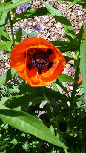 Park «Maddax Woods», reviews and photos, 5785 River St, West Linn, OR 97068, USA