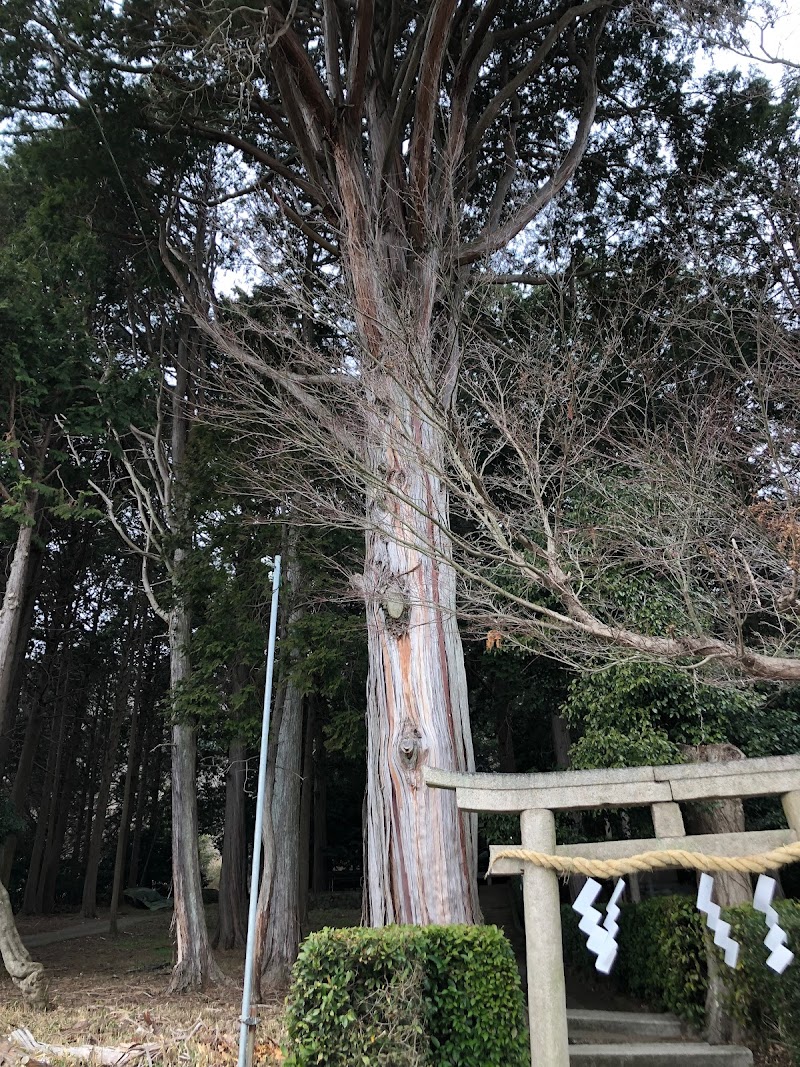 区民の誇りの木 ヒノキ