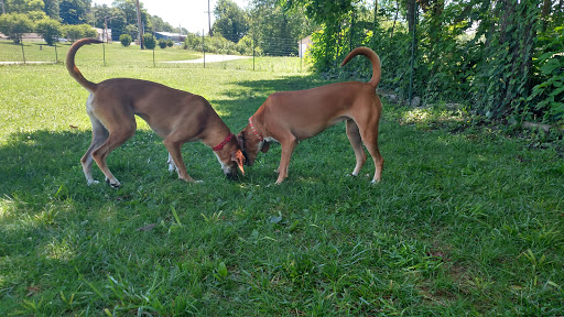 Dog Trainer «Mad 4 My Dog», reviews and photos, 702 E Temperance St, Ellettsville, IN 47429, USA