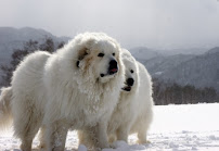 fi.d.o - Photo 5 - Car repair in Santa Rosa, CA, Santa Rosa