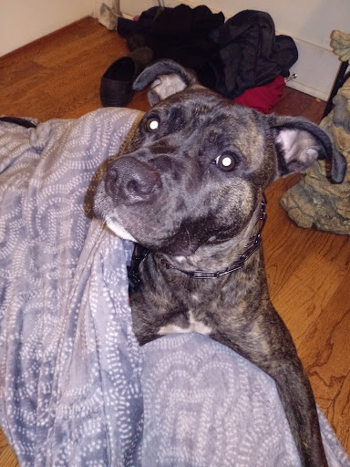 Pet Supply Store «Strasse Dog», reviews and photos, 605 Main St, Covington, KY 41011, USA