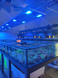 Aqua Plus Aquarium - Photo 2 - Car repair in Santa Clara, CA, Fremont