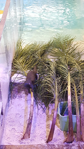 Aquarium «Clearwater Marine Aquarium», reviews and photos, 249 Windward Passage, Clearwater, FL 33767, USA