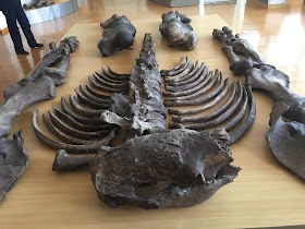 Museo Paleontológico Megaterio