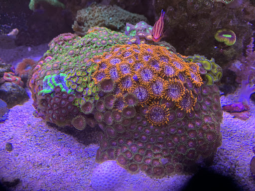 Tropical Fish Store «Nemo Aquarium», reviews and photos, 1560 Indian Trail Rd #106, Norcross, GA 30093, USA