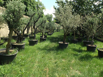 les jardins de la marquise à Grignan