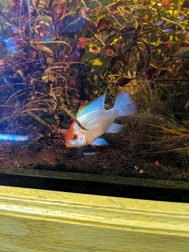 Tropical Fish Store «Wet Pets», reviews and photos, 520 Hartford Turnpike # X, Vernon, CT 06066, USA