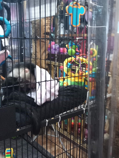 Explore horse tattoo ideas for guys, creative tattoo ideas in Panama City Beach, available at Mango Beach Tattoo & Piercing