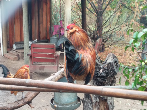 Gift Shop «Rose & Thorn», reviews and photos, 10050 Bodega Hwy, Sebastopol, CA 95472, USA