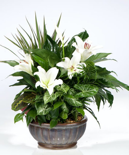 Florist «Flower Spot», reviews and photos, 4600 McGregor Blvd, Fort Myers, FL 33901, USA