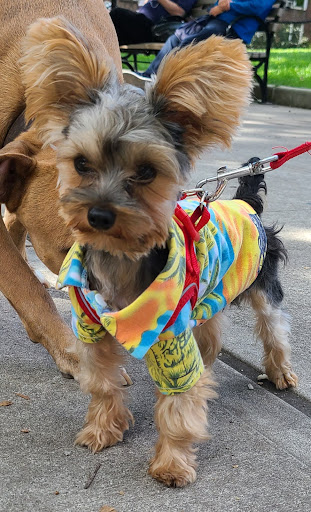 Park «Travers Park», reviews and photos, 76-9 34th Ave, Jackson Heights, NY 11372, USA