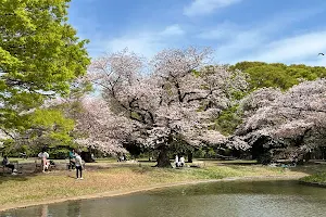 Cherry Blossoms Garden image