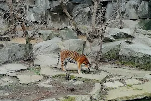 Tiger-Gehege image