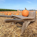 Photo n°7 de l'avis de Katja.a fait le 05/10/2023 à 11:57 sur le  Il Villaggio delle Zucche à San Martino Siccomario