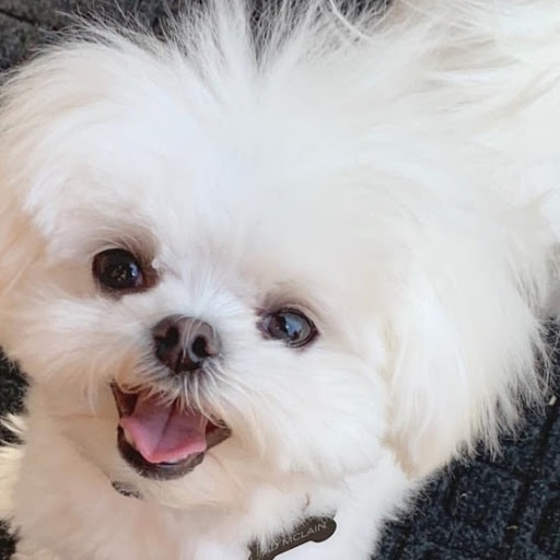 Pet Store «Charm City Puppies», reviews and photos, 8205 Snowden River Pkwy, Columbia, MD 21045, USA