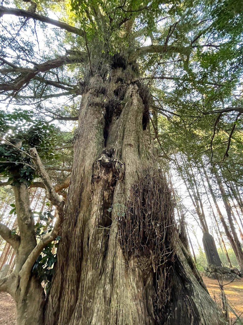 熊野神社のカヤ