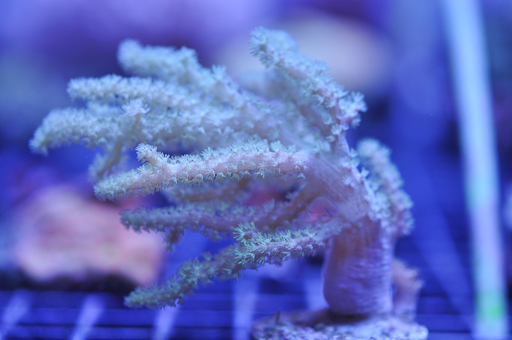 Tropical Fish Store «Reef eScape», reviews and photos, 11141 Lee Hwy, Fairfax, VA 22030, USA