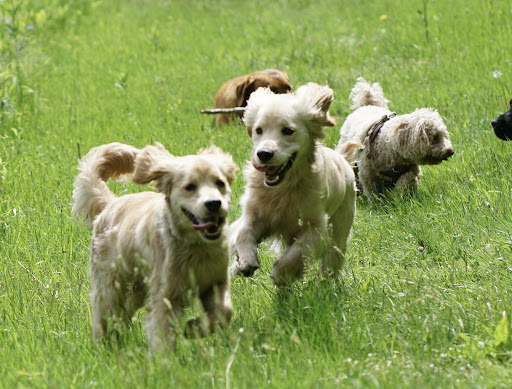 Nature Preserve «Kitchawan Preserve», reviews and photos, 712 Kitchawan Rd, Ossining, NY 10562, USA