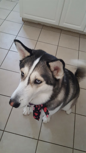 Pet Supply Store «Pet Supplies Plus», reviews and photos, 15060 Eureka Rd, Southgate, MI 48195, USA