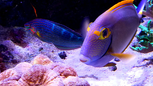 Tropical Fish Store «Progessive Marine LLC», reviews and photos, 6412 Airport Blvd, Mobile, AL 36608, USA