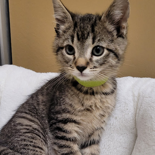 Pet Store «PV Pets», reviews and photos, 233 S Broadway, Pennsville, NJ 08070, USA