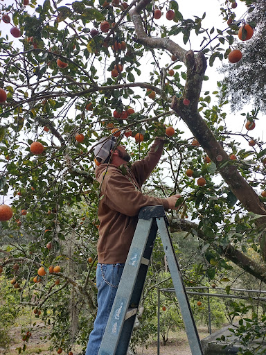 Farm «Butrico Groves Orange Grove», reviews and photos, 6065 Magnolia St, Mims, FL 32754, USA