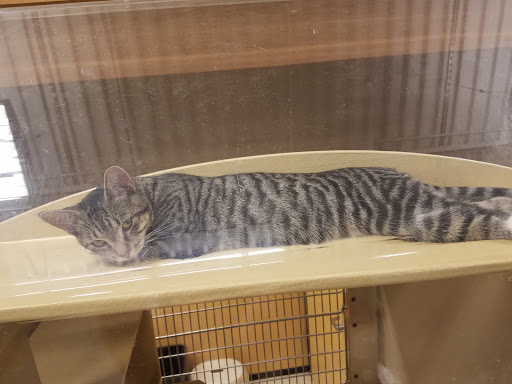 Pet Supply Store «PetSmart», reviews and photos, 2180 MacArthur Rd, Whitehall, PA 18052, USA