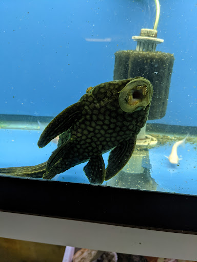 Pet Store «Fish Bowl Aquarium & Pet Mart», reviews and photos, 725 Providence St, West Warwick, RI 02893, USA