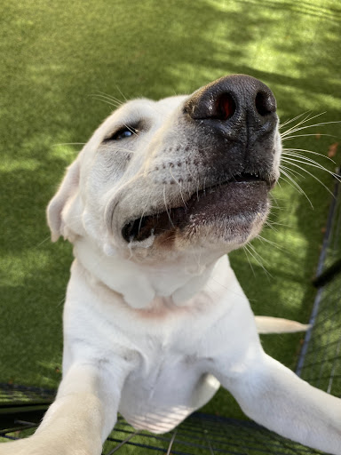 Pet Boarding Service «All About Pets», reviews and photos, 130 Arrow Rd #102, Hilton Head Island, SC 29928, USA